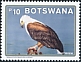 African Fish Eagle Icthyophaga vocifer  2021 Fish Eagle in Botswana 