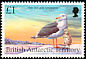 Kelp Gull Larus dominicanus  1998 Birds 
