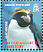 Macaroni Penguin Eudyptes chrysolophus  2008 Penguins of the Antarctic Sheet