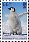 Emperor Penguin Aptenodytes forsteri  2018 Penguin definitives 