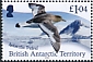 Antarctic Petrel Thalassoica antarctica  2020 Antarctic birds 