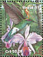 White-vented Violetear Colibri serrirostris