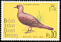 Malagasy Turtle Dove Nesoenas picturatus  1975 Birds 