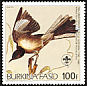 Northern Mockingbird Mimus polyglottos  1985 Audubon 