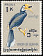 Oriental Pied Hornbill Anthracoceros albirostris  1964 Burmese birds 