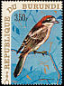 Woodchat Shrike Lanius senator  1970 Birds 
