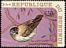 Sedge Warbler Acrocephalus schoenobaenus  1970 Birds 