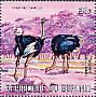 Common Ostrich Struthio camelus  1971 African animals 