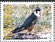 Eurasian Hobby Falco subbuteo  2009 Birds of prey 