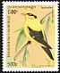 Black-naped Oriole Oriolus chinensis  1996 Birds 