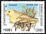 Atlantic Canary Serinus canaria  1999 Birds 