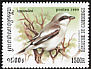 Great Grey Shrike Lanius excubitor  1999 Birds 