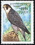 Peregrine Falcon Falco peregrinus  1999 Birds of prey 