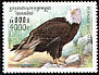 Bald Eagle Haliaeetus leucocephalus  1999 Birds of prey 