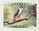 American Goshawk Accipiter atricapillus  1999 Birds of Canada Booklet, sa