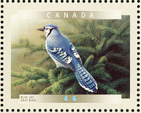 Blue Jay Cyanocitta cristata