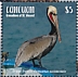 Brown Pelican Pelecanus occidentalis  2019 Brown Pelican Sheet