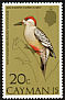 West Indian Woodpecker Melanerpes superciliaris  1974 Birds 