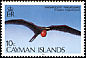 Magnificent Frigatebird Fregata magnificens  1986 Birds of the Cayman Islands 