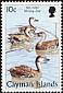 West Indian Whistling Duck Dendrocygna arborea  1998 Birds 