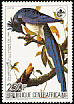 Black-throated Magpie-Jay Calocitta colliei  1985 Audubon 