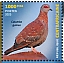 Speckled Pigeon Columba guinea  2023 Biodiversity, birds Sheet