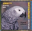 Grey Parrot Psittacus erithacus  2023 Biodiversity, birds Sheet