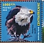 African Fish Eagle Icthyophaga vocifer  2023 Biodiversity, birds Sheet