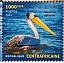 Pink-backed Pelican Pelecanus rufescens  2023 Biodiversity, birds Sheet
