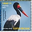 Saddle-billed Stork Ephippiorhynchus senegalensis  2023 Biodiversity, birds Sheet