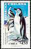 Chinstrap Penguin Pygoscelis antarcticus  1999 Chilean Antarctic 