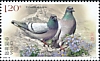 Hill Pigeon Columba rupestris  2022 Pigeons 