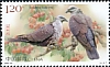 Speckled Wood Pigeon Columba hodgsonii  2022 Pigeons 