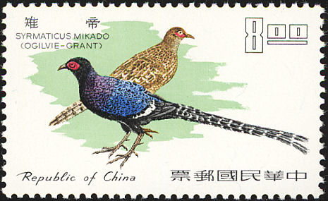 mikado pheasant
