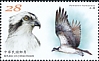Osprey Pandion haliaetus  2020 Conservation of birds 