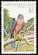 Brown Goshawk Accipiter fasciatus  1982 Birds definitives 