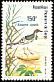 African Pied Wagtail Motacilla aguimp  1980 Birds 