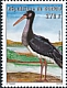 Black Stork Ciconia nigra  2001 Herons and storks 