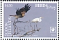Whistling Kite Haliastur sphenurus  2018 Birds of prey White frames