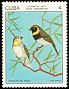 Cuban Grassquit Phonipara canora  1977 Endemic birds 