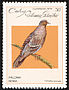 Plain Pigeon Patagioenas inornata  1979 Doves and pigeons 
