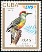 West Indian Woodpecker Melanerpes superciliaris  1991 Express mail, birds 