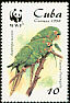 Cuban Parakeet Psittacara euops