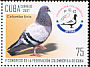 Rock Dove Columba livia  2007 Pigeon-fanciers 