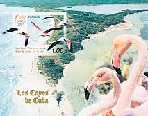 American Flamingo Phoenicopterus ruber  2007 Tourism: Cayo Coco 