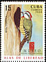 Cuban Green Woodpecker Xiphidiopicus percussus  2008 MUSEO 