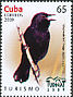 Red-shouldered Blackbird Agelaius assimilis  2009 Turnat 2009 