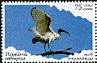 African Sacred Ibis Threskiornis aethiopicus  2016 Waterbirds 