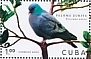 Stock Dove Columba oenas  2020 Pigeons  MS