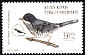 Cyprus Warbler Curruca melanothorax  2003 Birds 